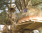 tribu