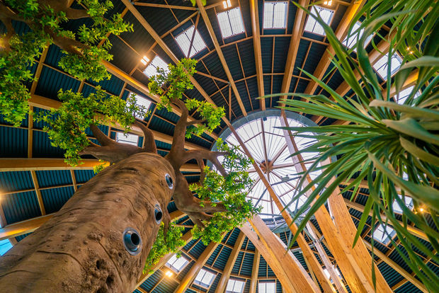 Dome tropical