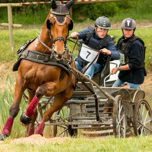 concours attelage les ormes