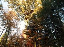cabane automne